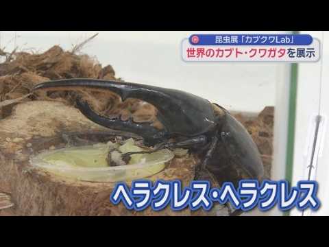 YouTube Video 「ヘラクレスかっこよかった」　世界のカブト・クワガタ一堂に