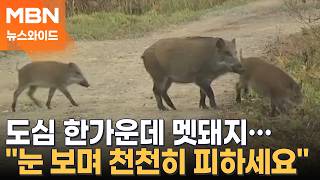 이대 캠퍼스에 연달아 접수된 '멧돼지 출몰'…닷새째 행방 묘연 [뉴스와이드]