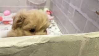 ハーフ犬の動画01