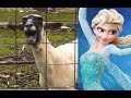 Let It Goat Disney Frozen Edition