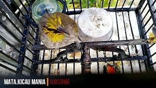 Download lagu MENTAL JUARA Merbah Lekir Andalan Mikat - Gacor mp3 Download lagu MENTAL JUARA Merbah Lekir Andalan Mikat - Gacor mp3