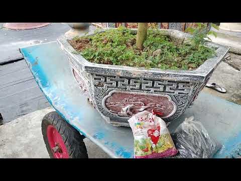 Thử  ngh.iệm  xem 15-5-20 + DAP Làm Nụ hay Dưỡng Nụ ("ai hiệu quả hơn ai  !! )