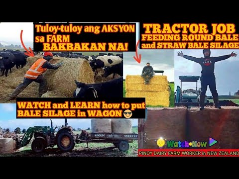 TRACTOR Job( How to feed Round Bale and Strawbale Silage?)#PinoydairyfarmerinNZ#tractordriving