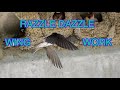 Cliff Swallows Building Nests, Mating, and Facing Home Invaders [NARRATED]