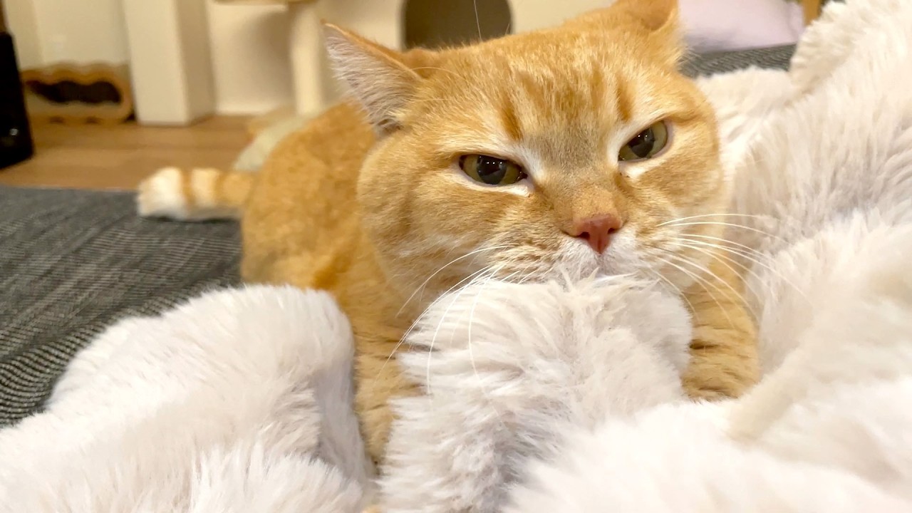 年度末のふみふみ納めに邪魔が入りました。