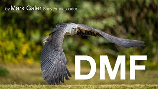 Download lagu Sony's DMF Focus Mode and Full Time DMF mp3 Download lagu Sony's DMF Focus Mode and Full Time DMF mp3