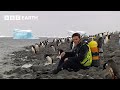 Diving With Penguins In Antarctica Deep Into The Wild BBC Earth