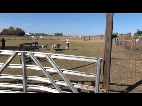 Tinker PT Test Herding Qualified