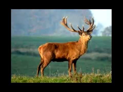 Un Argentino en Toronto