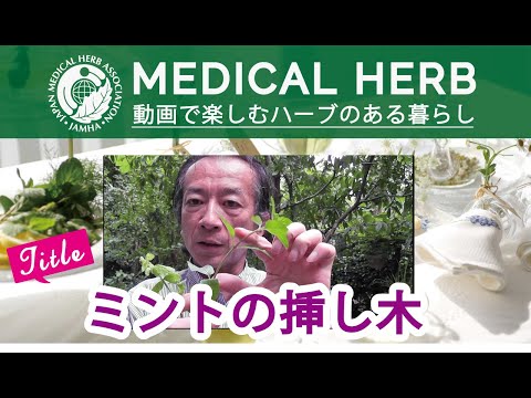 園芸 木のミント