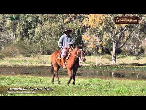 ATROPELO DA CANCHA VELHA