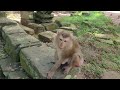 Wow Congratulations Monkey Mother Pregnant Ready To Give Birth Nice Clip 360P