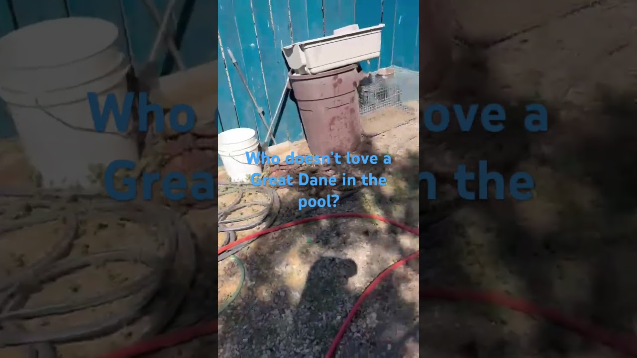 Enlarge Jasper , a Adoptable mixed breed in Durango, CO video 2/4