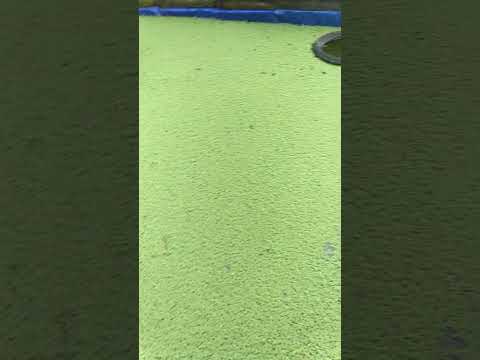 rumput azolla sudah full penuhi kolam #shorts