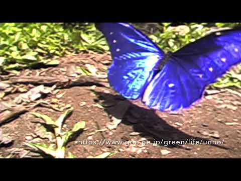 レテノールモルフォの舞　Rhetenor blue morpho