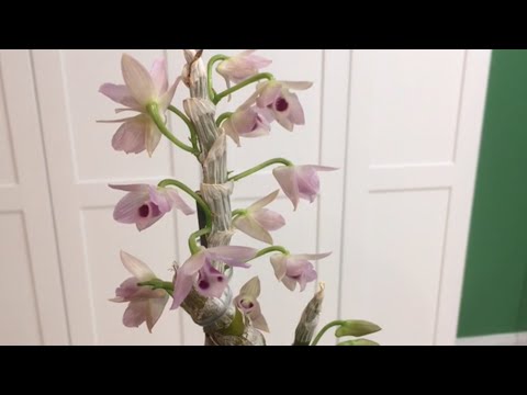 Dendrobium Parishii coerulea-May 2022