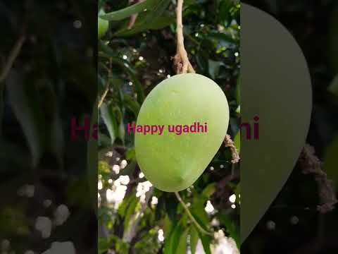 #ugadicelebrations #viralfestival  #video #youtubeshort 🥭🥭🥭🥭