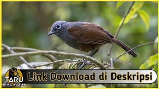 Download lagu Suara Masteran Burung Poksay Mantel mp3 Download lagu Suara Masteran Burung Poksay Mantel mp3