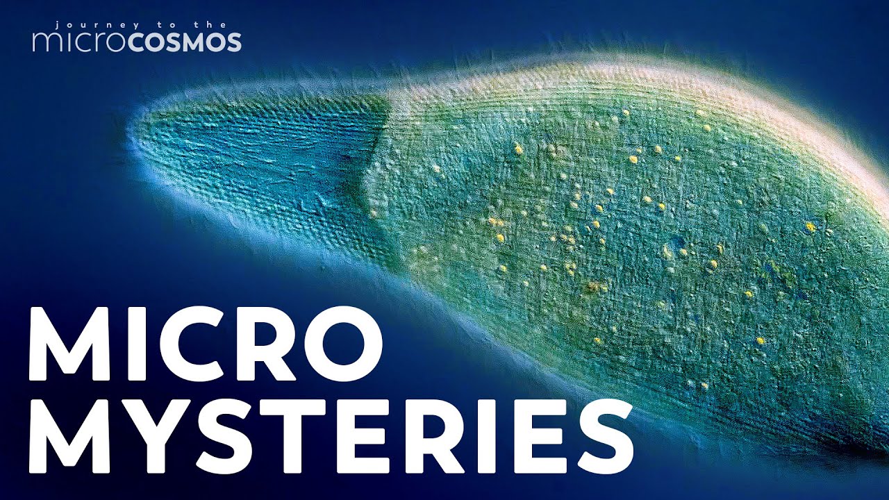 Unsolved Mysteries of the Microcosmos