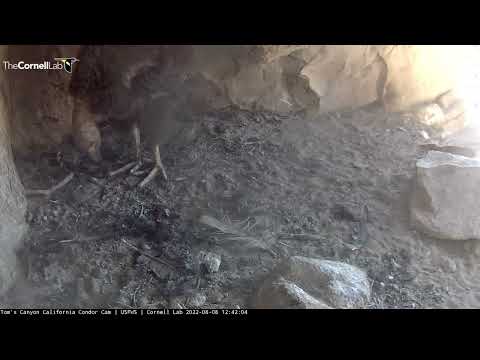 Condor Chick Shows Off Flexibility While Preening – Aug. 8, 2022