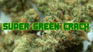 CCC Ep.21: Green Crack &amp; Dawgs Waltz / TORO Trashcatcher / Grow Update