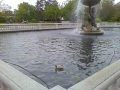 Bear Fountain Detroit Zoo