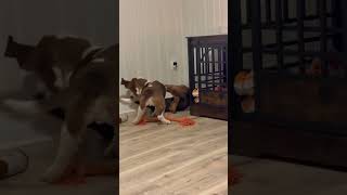 Video preview image #1 Basset Hound Puppy For Sale in Deepwater, NJ, USA