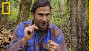 Encountering a Deadly Pit Viper | Primal Survivor