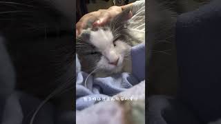 甘えん坊#のすけ#ノルウェージャンフォレストキャット #ラガマフィン #MIX猫