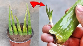 YES! We CAN Grow Aloe Vera From SINGLE LEAF!