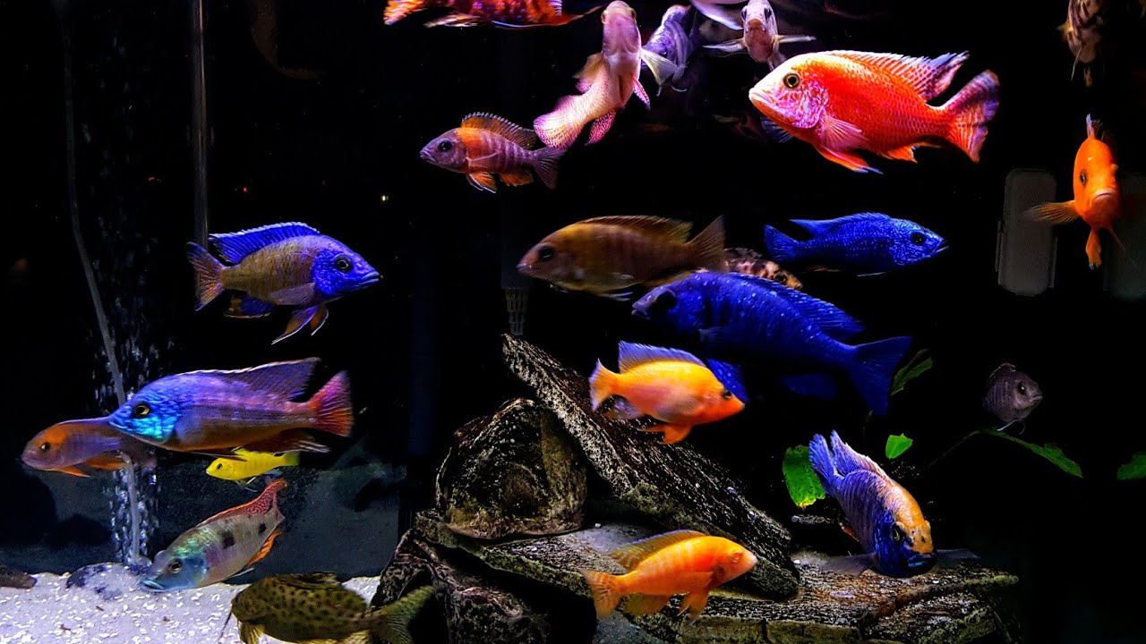 Peacock Cichlids Care Guide Tank Setup Mates Diet peacock-cichlids-care-guide-tank-setup-mates-diet