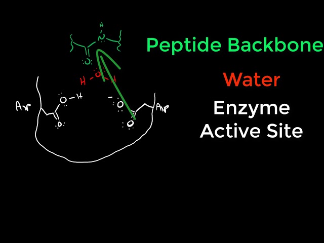 Video Pronunciation of protease in English