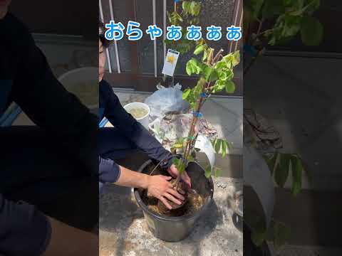 ゴレンシについて詳しく解説