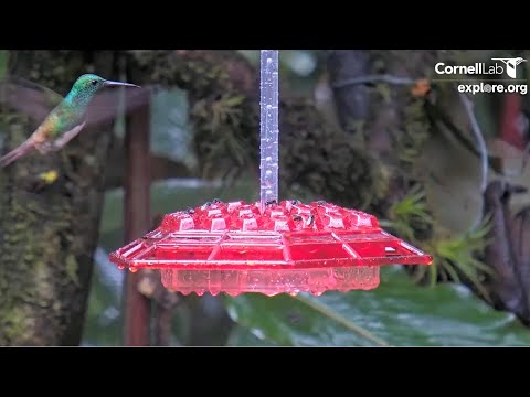 Snowy-Bellied Hummingbird Zips In For Afternoon Dose Of Nectar – August 2, 2024