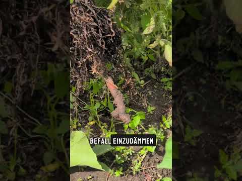 Verhindere Tomaten-Sterben! #Tomate #Gartenfehler #Gartentipps #Gemüsegarten #selbstversorger