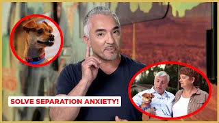 How to Solve Separation Anxiety! (Dog Nation Shorts!)