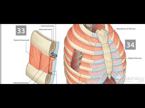 Thoracic cage