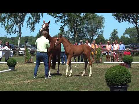 Sudweyher Fohlenschau 2018 - Kat.-Nr. 26