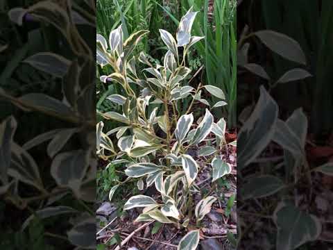 芳香植物-料理-フェンネル-ガーデニング-アドバイス-文化