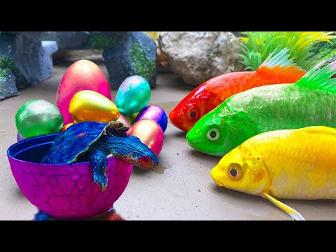 EXOTIC FISH IN POND - STOPMOTION ASMR -FISH KOI MUKBANG RIBBON COLORFUL PRIMITIVE COOKING EXPERIMENT