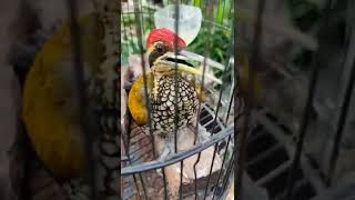 Download lagu pelatuk bawang gacor part III mp3 Download lagu pelatuk bawang gacor part III mp3