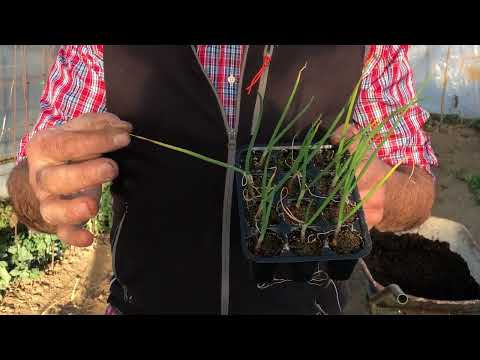 Video Tutorial n. 58 - Il trapianto della cipolla in serra