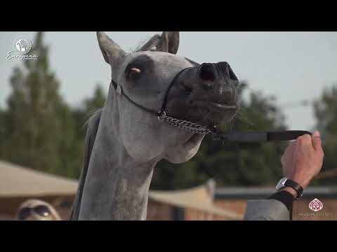 N.81 WERSA - European Championship 2020 - Prague - Mares 7-9 Years Old (Class 9)