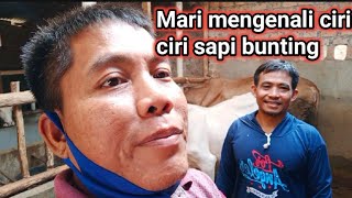 Download lagu characteristics of pregnant cows mp3 Download lagu characteristics of pregnant cows mp3