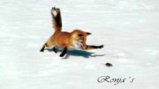 Rolf Just Nilsen med barn -  "Mikkel Rev"