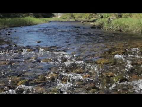 The Natural State of America (Trailer)