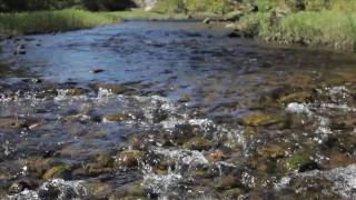 The Natural State of America (2011) Video