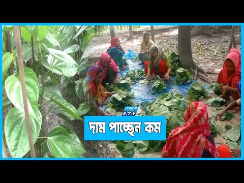 বরিশালের সুস্বাদু পানের সুনাম বিদেশেও