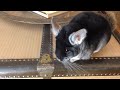Chinchilla Playtime - Muff Talking, Hiding, and Grooming!
