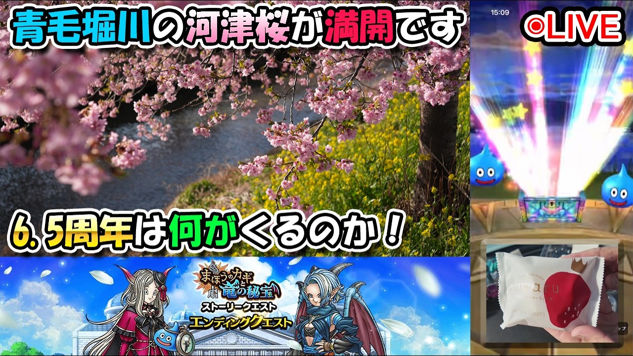 【ドラクエウォークLive】まほうのカギと竜の秘宝 エンディングクエストと青毛堀川の河津桜花見へ【ツイキャス、ニコ生同時配信】
